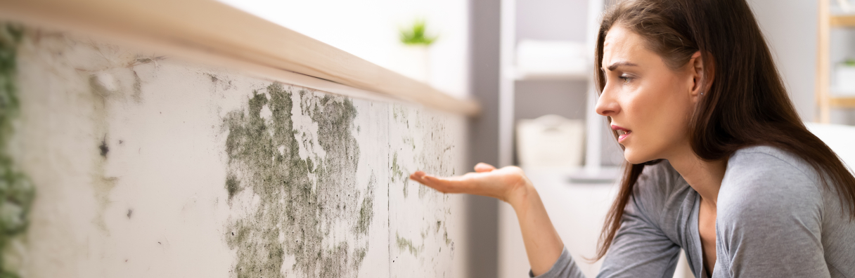 Image for Awaab’s Law: what this means for you as a landlord or contractor